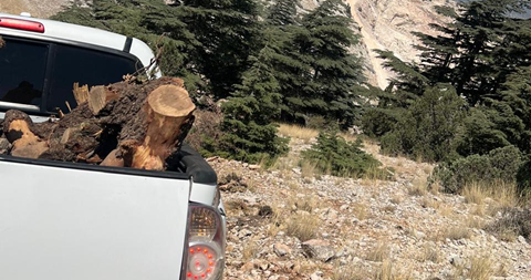 فريق وزارة الزراعة يضبط جذوع أرز ولزاب مقطوعة في جرد الهرمل ويصادر حمولة "بيك أب"