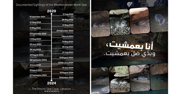 جمعية "الأرض - لبنان": مغارة عمشيت أهم موئل طبيعي لفقمة الراهب المتوسطية في المشرق